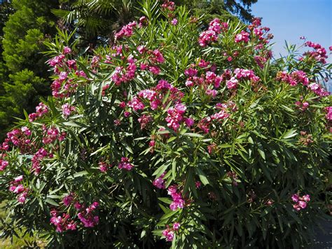 Rejuvenation Pruning Of Oleander Bushes How To Trim Overgrown