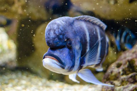 Free Images Wildlife Underwater Blue Fauna Aquarium Macro