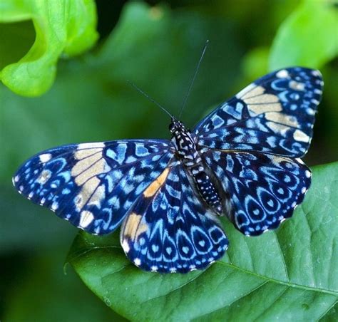 Top 14 Most Beautiful Butterflies In The World Amazing Colors And Shapes