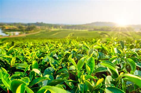 Green Tea Plantation Landscape In The Morning Stock Photo Image Of