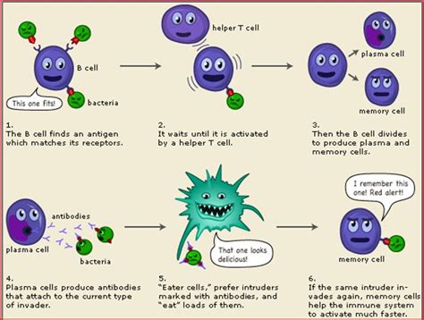 Immune System