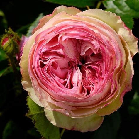 Роза английская Эден Роуз купить цена в Украине Розы Красивые