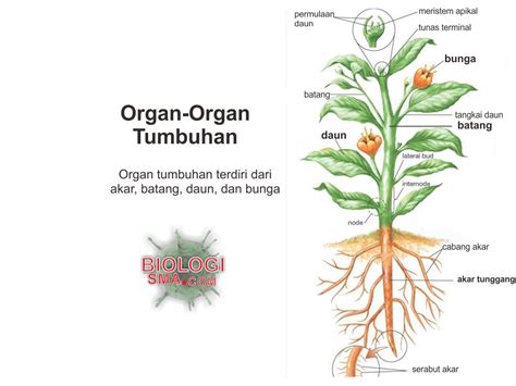 Organ Tumbuhan Akar Batang Daun Dunia Biologi