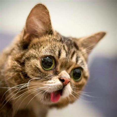 Lil Bub Say What Internet Cats Cats Cute Cat