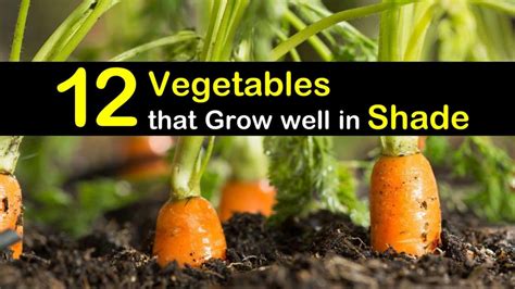 19 Vegetables For Growing In Shade
