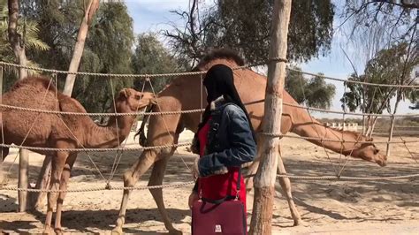 محمية العرين فرح محمود Al Areen Wildlife Park Bahrain Youtube