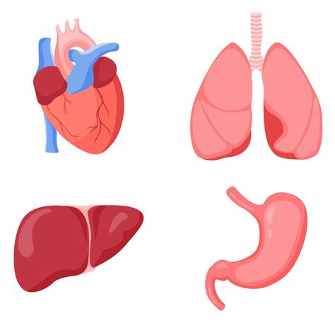 Human Liver Heart Lungs And Stomach Set 2657299 Vector Art At Vecteezy