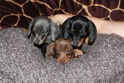 Dachshund puppies dachshund love dachshunds love pictures carrots animals instagram dachshund animales. Adorable ACA Mini Dachshund puppies 8 wks old for Sale in Accident, Maryland Classified ...