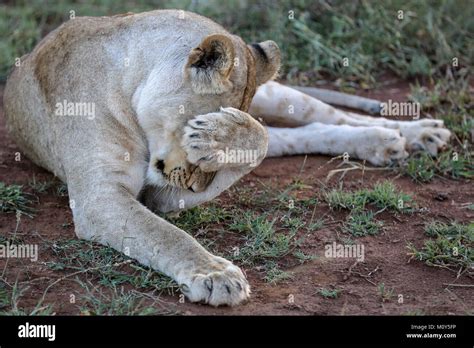 Lioness Adult Covering Her Eyes With Her Paw Laying Down On Grassland