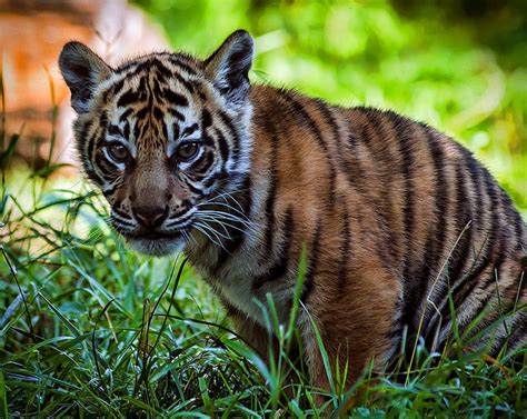 Sumatran Tiger Killed At London Zoo By Potential Mate South Africa Today