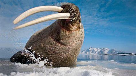 A Walrus Flicks His Huge Tusks Paul Nicklin Wildlife Photography