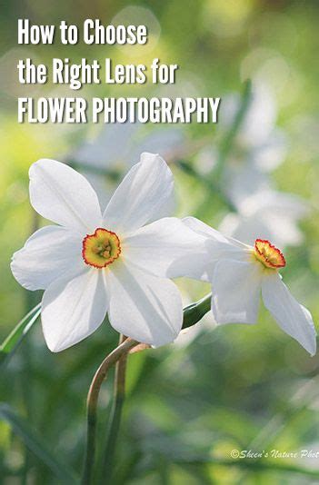 What Lens Should I Use For Flower Photography Flowers Photography