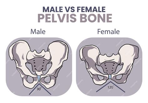 Male Vs Female Pelvis Differences Anatomy Of Skeleton 55 Off