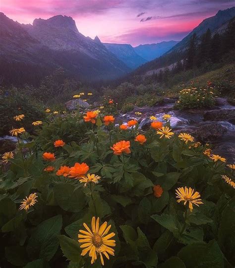 Wildflowers In The Mountains At Sunset