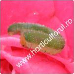http://www.horticultorul.ro/insecte-boli-daunatori-fungicide-insecticide-ingrasaminte-pesticide/viespea-neagra-a-trandafirului/