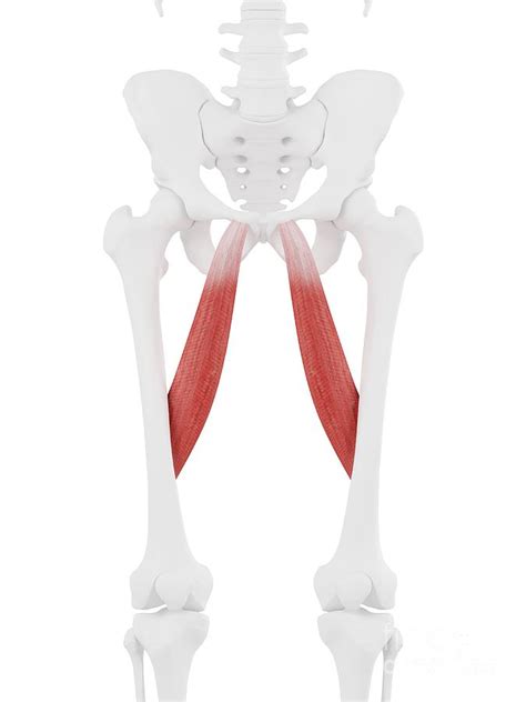 Adductor Longus Muscle 1 Photograph By Sebastian Kaulitzkiscience