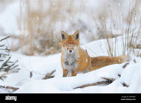 Red Fox Vulpes Vulpes In Snowfall Bavaria Germany Stock Photo Alamy