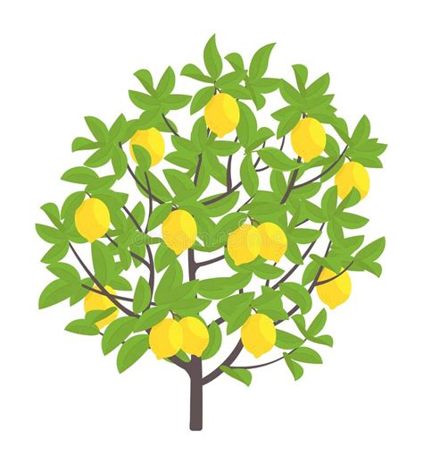 Lemon Tree Vector Illustration Fruit Tree Plant Flat Vector Color