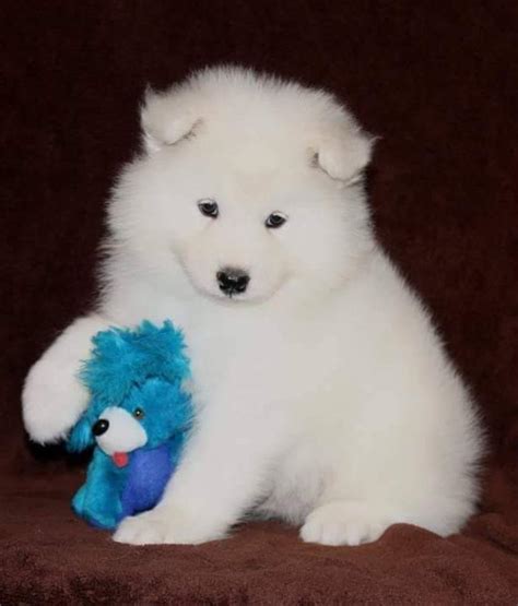 Snoden Samoyeds In Missouri Find Your Samoyed Puppy Good Dog