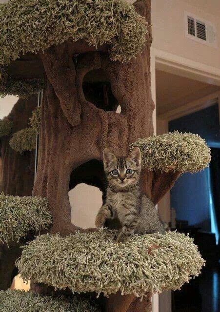 Outdoor cat tree can be a lovely and pleasing addition to your cat's life! 168 best images about Indoor pet ideas on Pinterest | Cat ...