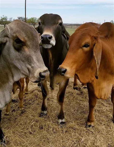 History Lamberts Ranch History Of Brahman Cattle