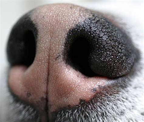 Why Do Dogs Sniff Each Other And Other Important Life Questions