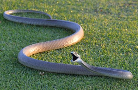 The black mamba (dendroaspis polylepis) is a species of highly venomous snake belonging to the family elapidae. News :: Paul L. Lloyd handling a Black Mamba