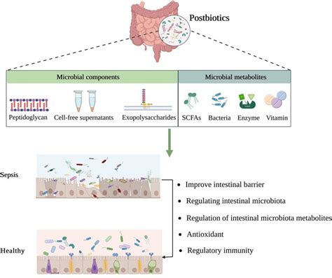 Postbiotics Mechanism Of Action In Sepsis Scfa Short Chain Fatty