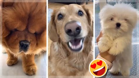 Puppies Doing Funny Things Tik Tok ~ Cutest Dogs Tiktok Compilation