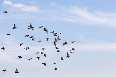 A Flock Of Pigeons Flying In The Blue Sky Stock Image Image Of Flock