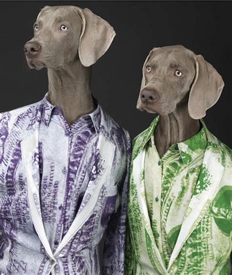 Weimaraner Dogs Dressed As People