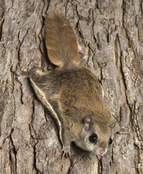 Southern Flying Squirrel Cute Little Animals Cute Baby Animals