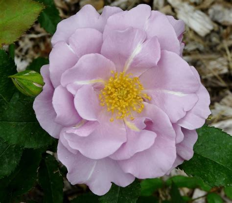 Photo Of The Bloom Of Rose Rosa Blueberry Hill Posted By Cwhitt