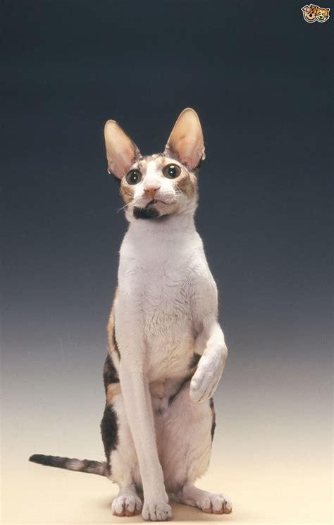 Never try to touch their hind legs or stomach. All about Rex cat breeds - Curly haired cats | Pets4Homes
