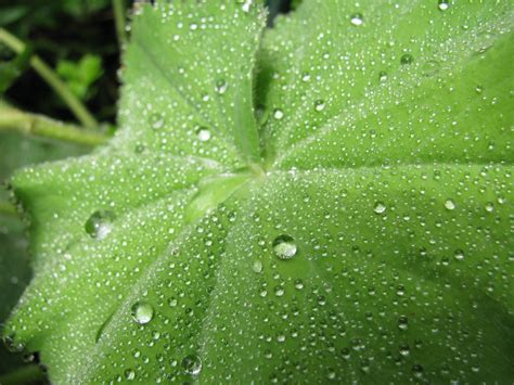 Free Images Water Drop Dew Leaf Flower Wet Green Freshness