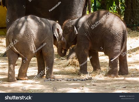 Baby Elephants Cuddling Each Others Stock Photo 1557841673 Shutterstock