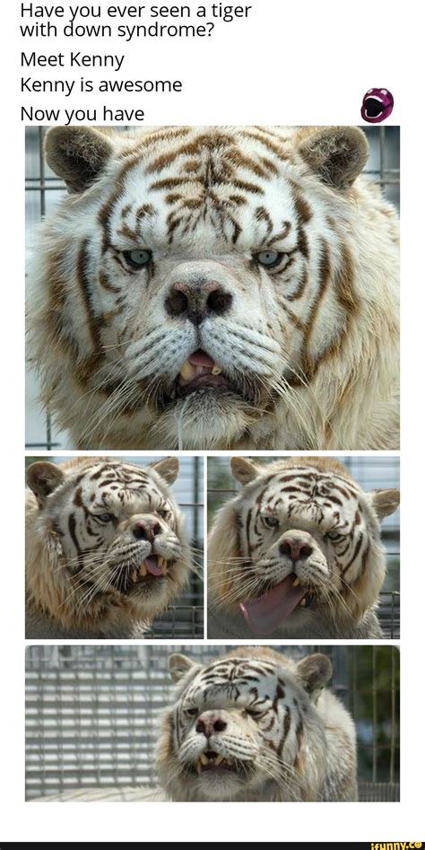 Have You Ever Seen A Tiger With Down Syndrome Meet Kenny Kenny Is Awesome Now You Have Ta Ifunny