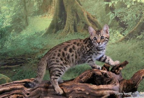 Lily, the cat my mom had when i was born in 1957, lived just under 11 years. How Long do Bengal Cats Live?