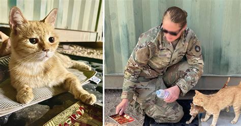 This Mama Kitty Comforted Soldiers Overseas Now She S Going To The Loving Home She Deserves