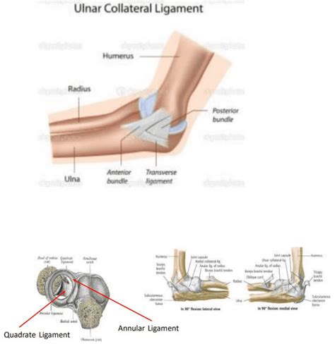 Phty207 Lecture Notes Spring 2018 Lecture 13 Ulnar Collateral