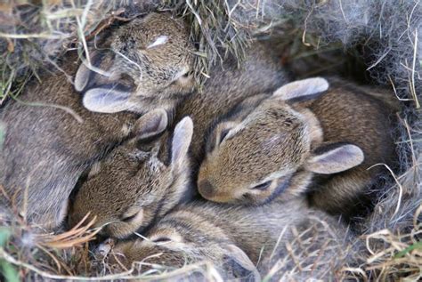 Cómo Cuidar A Un Conejo ReciÉn Nacido Consejos