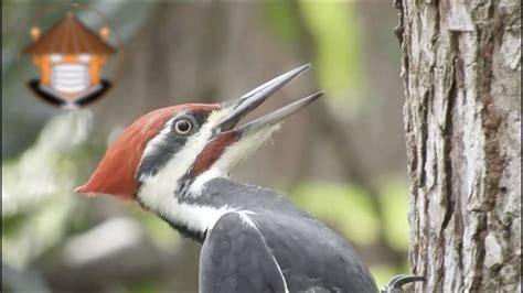 ¿dónde Vive El Pájaro Carpintero Y De Qué Se Alimenta Actualizado