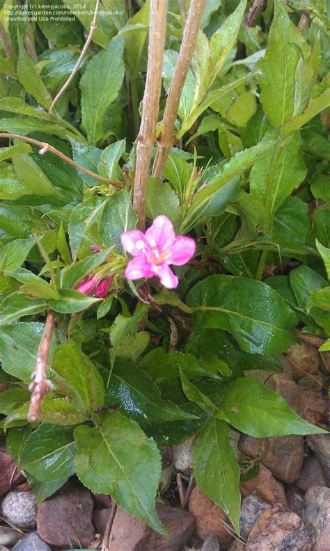 Pl@ntnet is a tool to help to identify plants with pictures. Plant Identification: CLOSED: what is this shrub? Pink ...