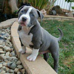 Pitbull puppies are becoming increasingly popular amongst dog enthusiasts. American Bully LOVE THAT IT HAS NATURAL EARS | Bully Babies | Dogs, Bully dog, Cute dogs