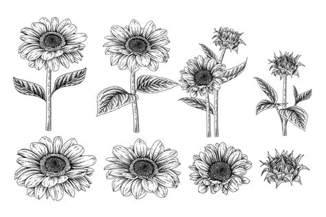 Sunflower Highly Detailed Hand Drawn Sketch Elements Botanical