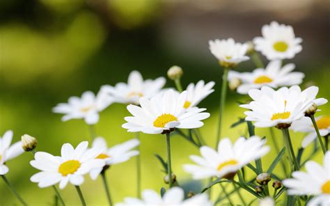 Daisy Background ·① Download Free Cool High Resolution Backgrounds For Desktop And Mobile