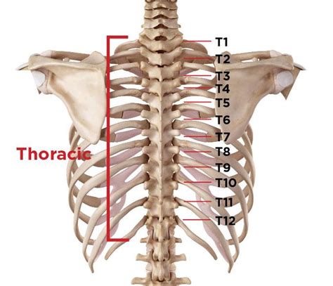 What Causes Thoracic Back Pain