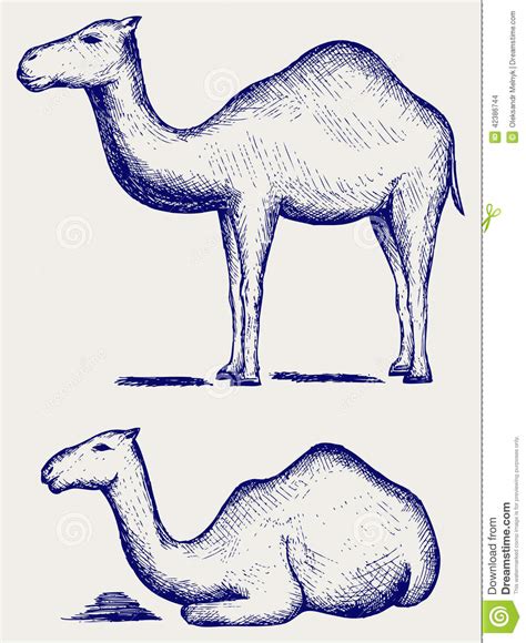 Standing And Lying Camels Stock Vector Illustration Of Camel 42386744