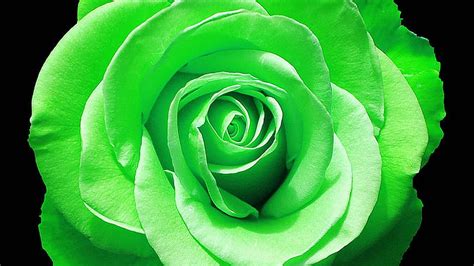 Rosa Verde Color Verde Flor Pétalo Fondo De Pantalla Hd Peakpx