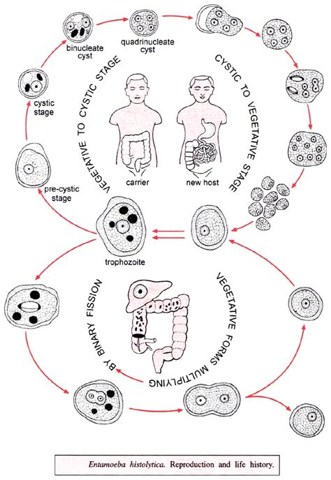 Life Cycle Of Entamoeba Histolytica Explain